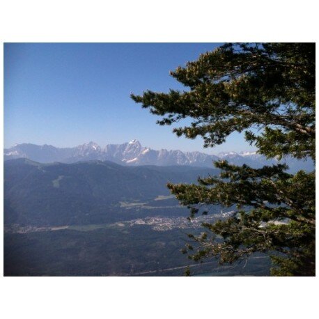 Bergkräuter im Naturpark Dobratsch - SA 19. Juli 2025