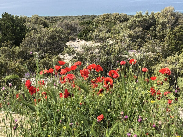 Kräuterreise auf die Insel KRK