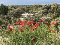 Kr&auml;uterreise auf die Insel KRK